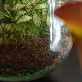Terrarium Verde in Vetro – Ecosistema Autonomo Emozioni