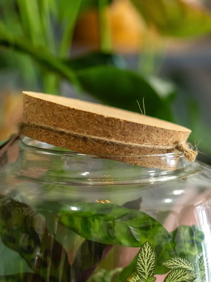 Terrarium Verde in Vetro – Ecosistema Autonomo Emozioni