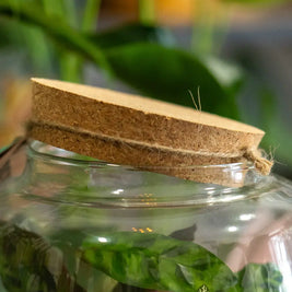 Terrarium Verde in Vetro – Ecosistema Autonomo Emozioni