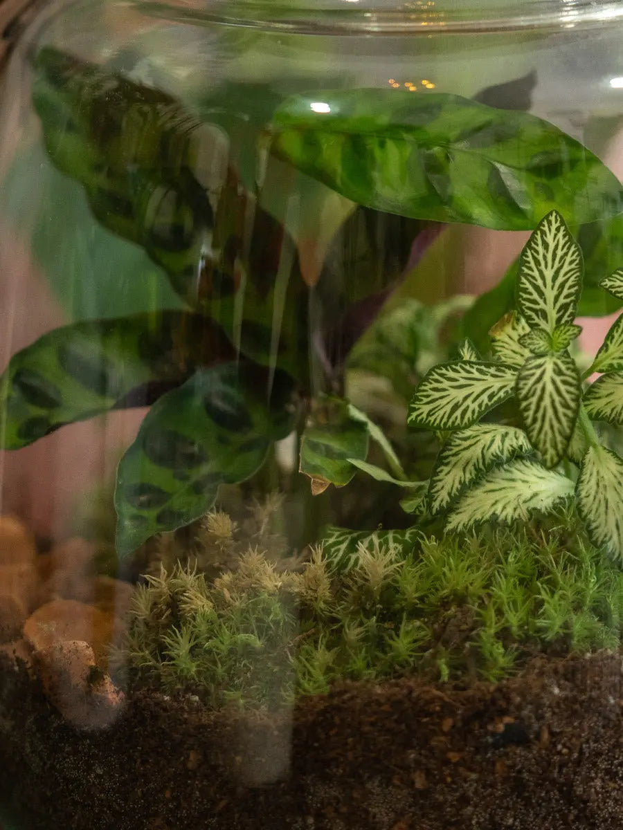 Terrarium Verde in Vetro – Ecosistema Autonomo Emozioni