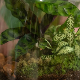Terrarium Verde in Vetro – Ecosistema Autonomo Emozioni