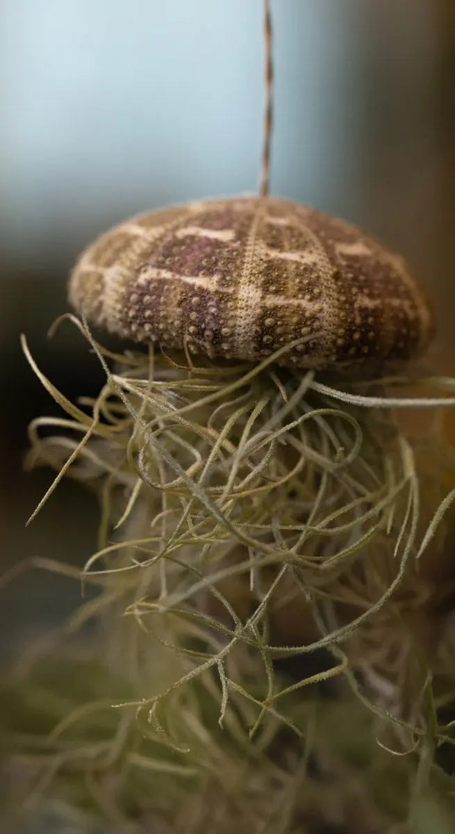 Tillandsia “Medusa” con Riccio di Mare – Pianta Aerea Emozioni