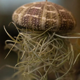 Tillandsia “Medusa” con Riccio di Mare – Pianta Aerea Emozioni