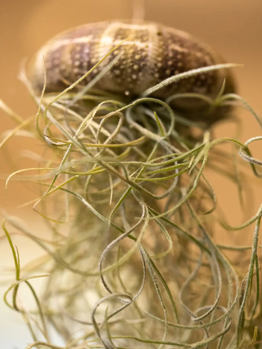 Tillandsia “Medusa” con Riccio di Mare – Pianta Aerea Emozioni