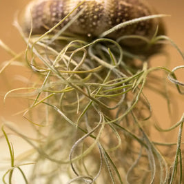 Tillandsia “Medusa” con Riccio di Mare – Pianta Aerea Emozioni