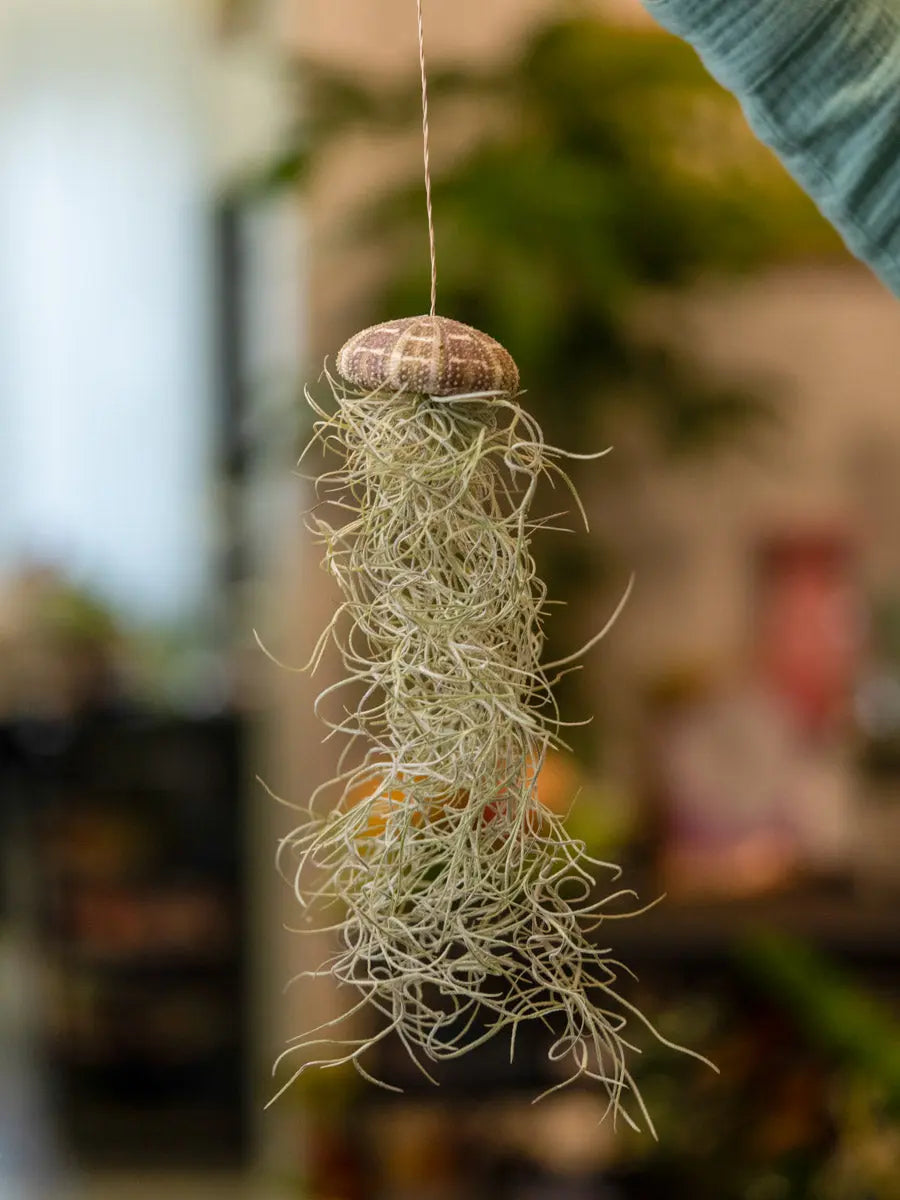 Tillandsia “Medusa” con Riccio di Mare – Pianta Aerea Emozioni