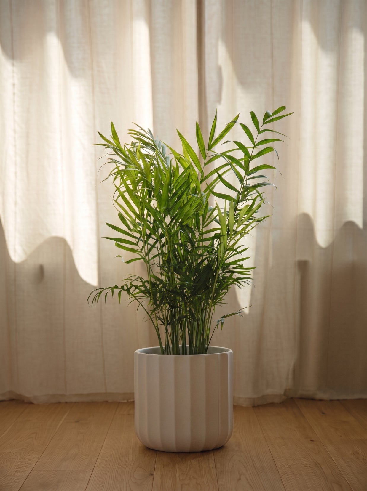 Chamaedorea palma elegante | Emozioni Fiori Torino