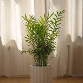 Chamaedorea palma elegante | Emozioni Fiori Torino