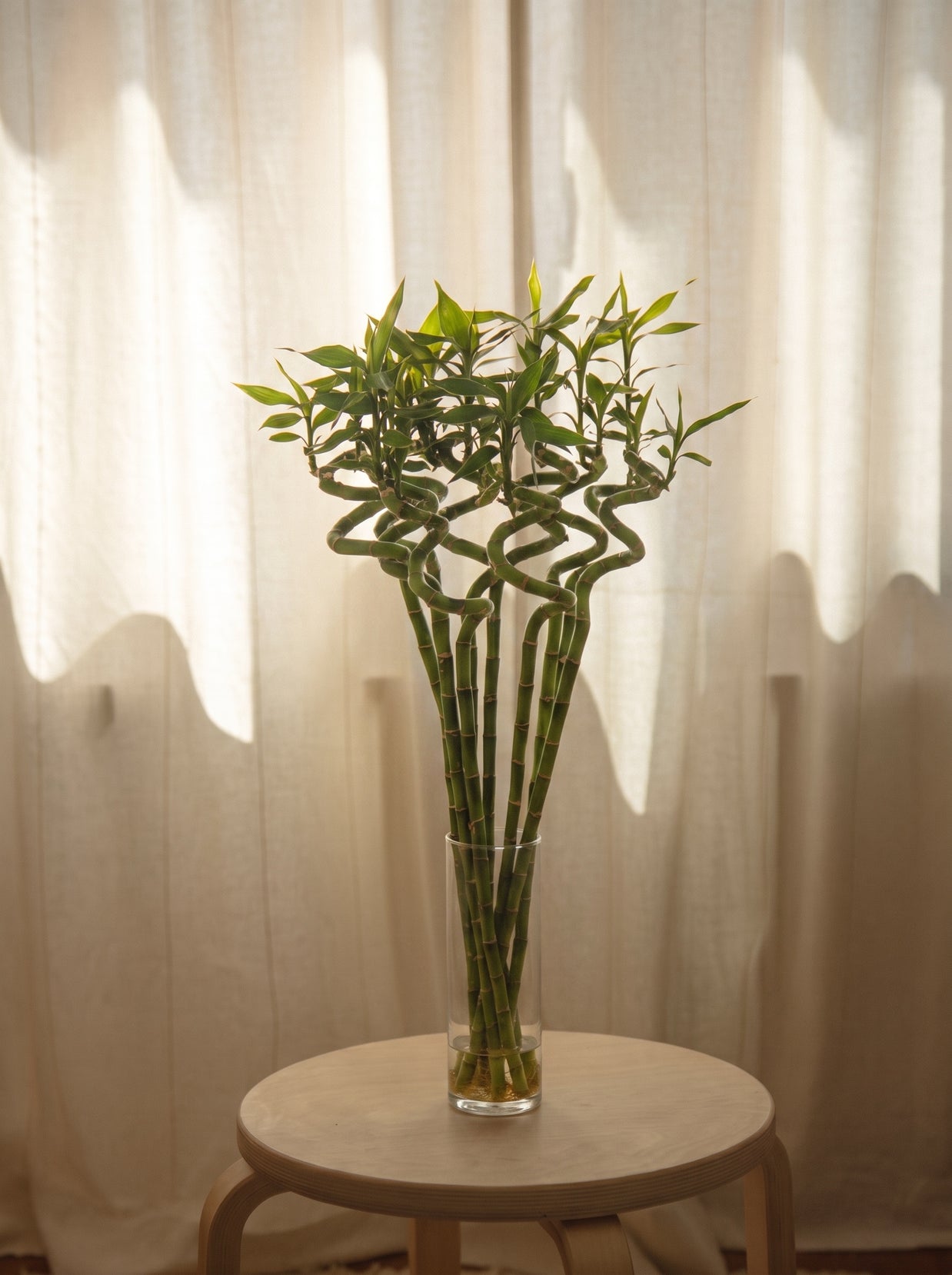 Lucky Bamboo intrecciato | Emozioni Fiori Torino