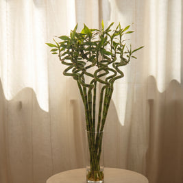 Lucky Bamboo intrecciato | Emozioni Fiori Torino