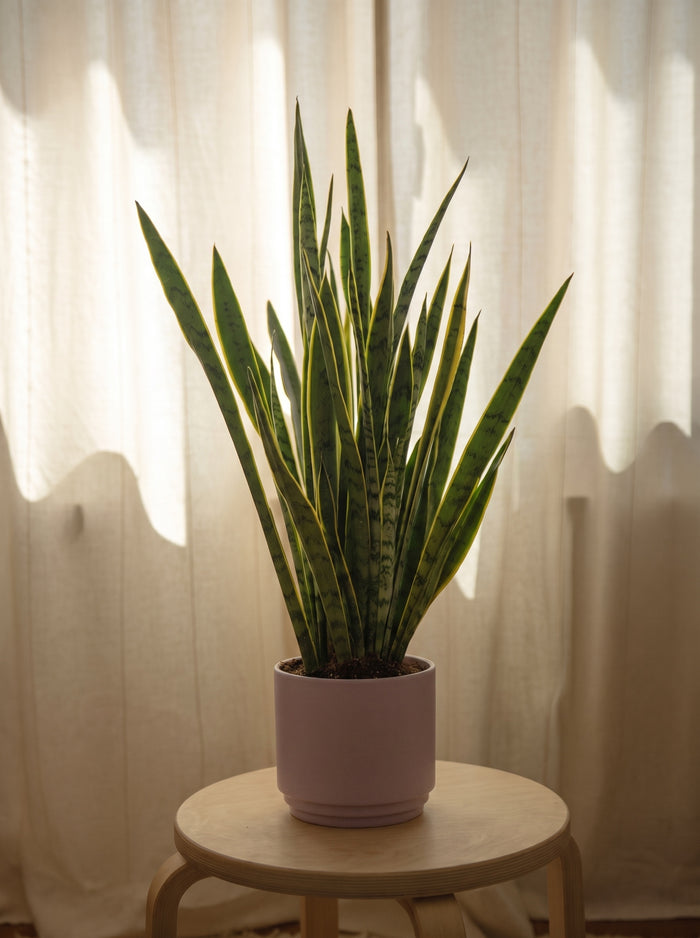 Sansevieria snake plant | Emozioni Fiori Torino