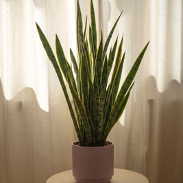 Sansevieria snake plant | Emozioni Fiori Torino