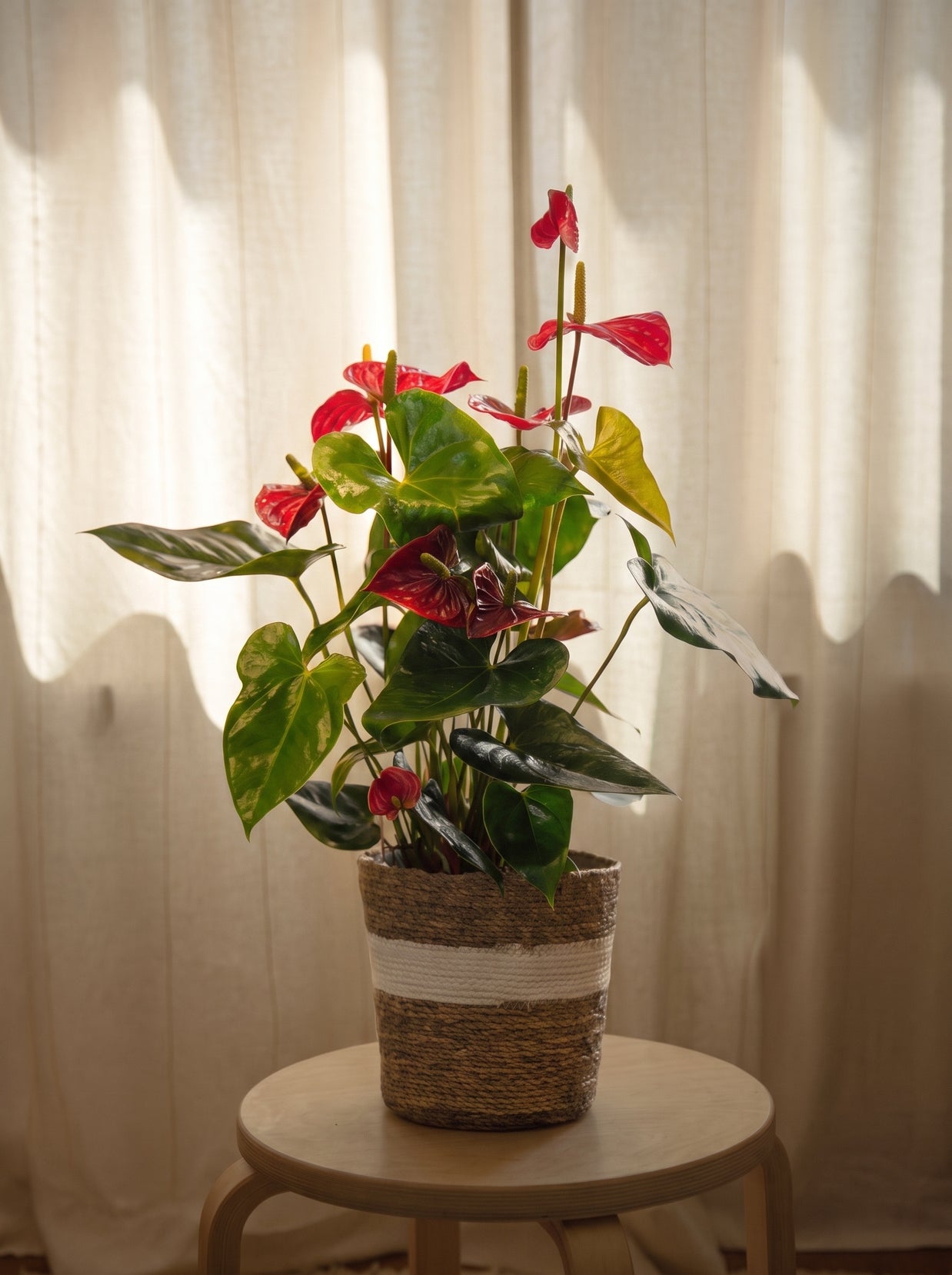 Anthurium rosso | Emozioni Fiori Torino