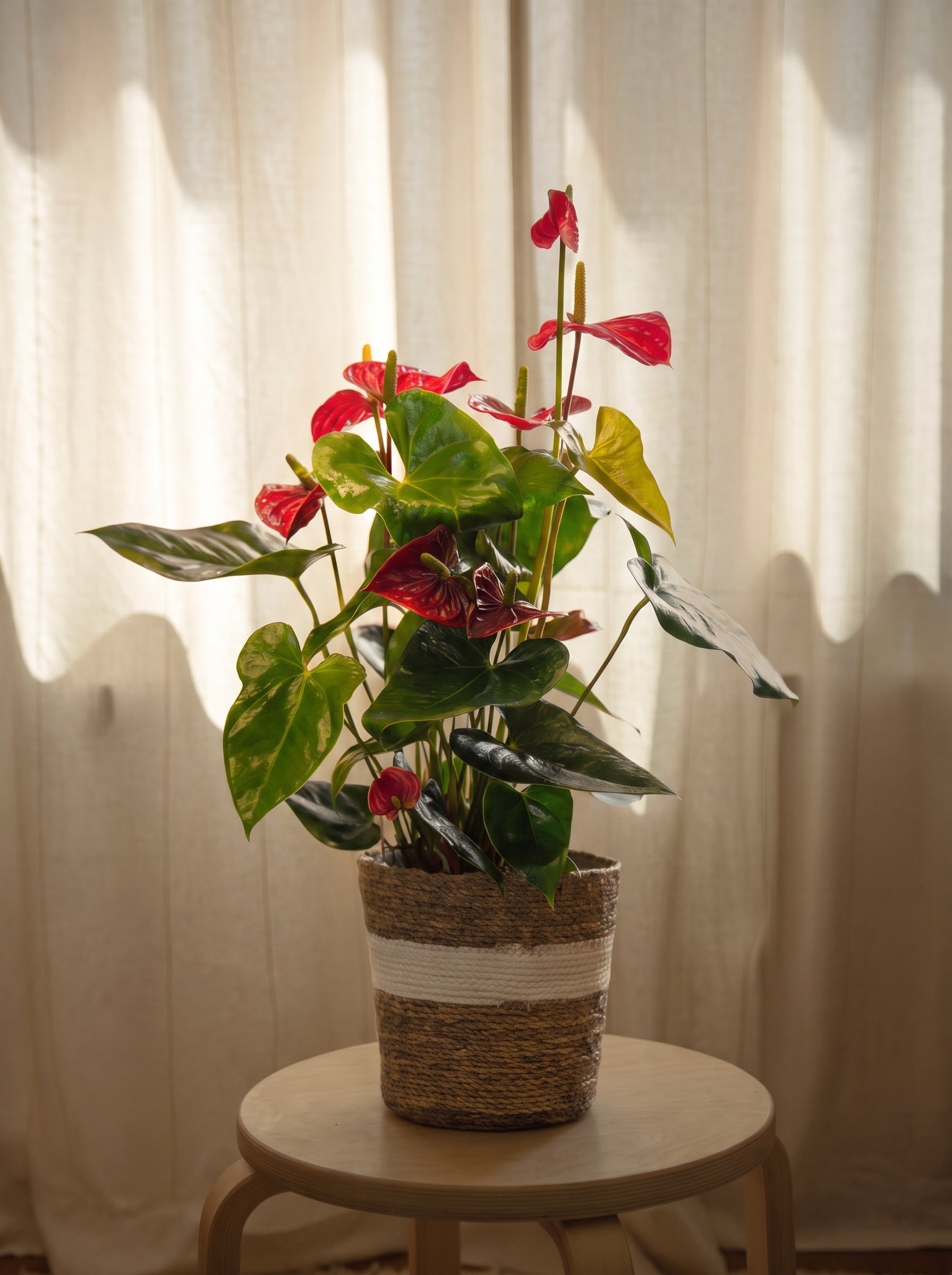 Anthurium rosso | Emozioni Fiori Torino