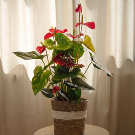 Anthurium rosso | Emozioni Fiori Torino